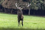 red deer