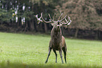 red deer