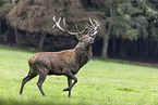 red deer