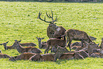 red deer