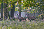 red deer