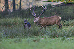 red deer