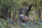 red deer