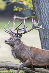 red deer