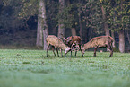 red deer
