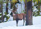 red deer