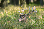 red deer