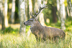 red deer