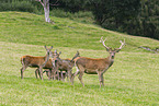 red deer