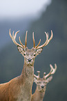 red deer
