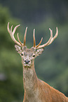 red deer