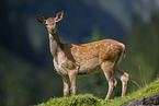 red deer