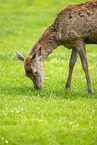red deer