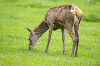 red deer