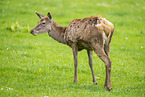 red deer
