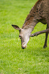 red deer