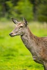 red deer