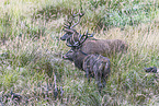 red deer