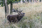 red deer