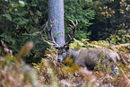 red deer