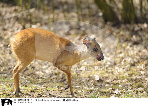 Rotducker / red forest duiker / DMS-06987