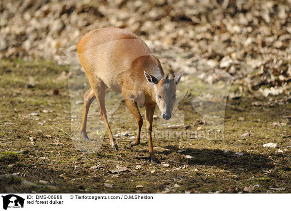 Rotducker / red forest duiker / DMS-06988