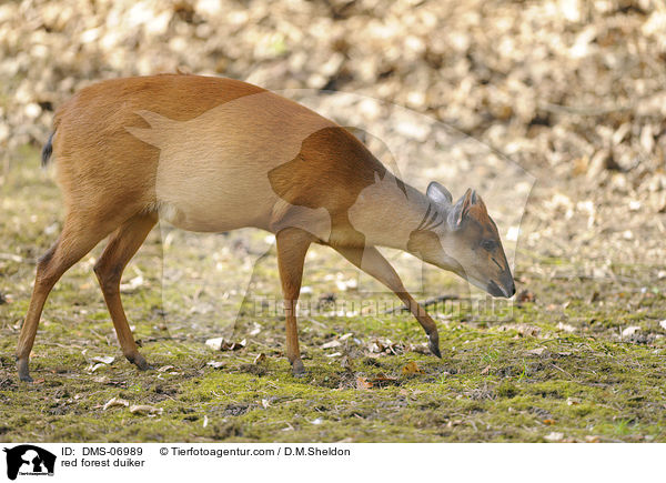 red forest duiker / DMS-06989