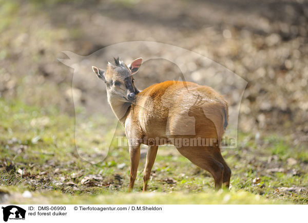 red forest duiker / DMS-06990