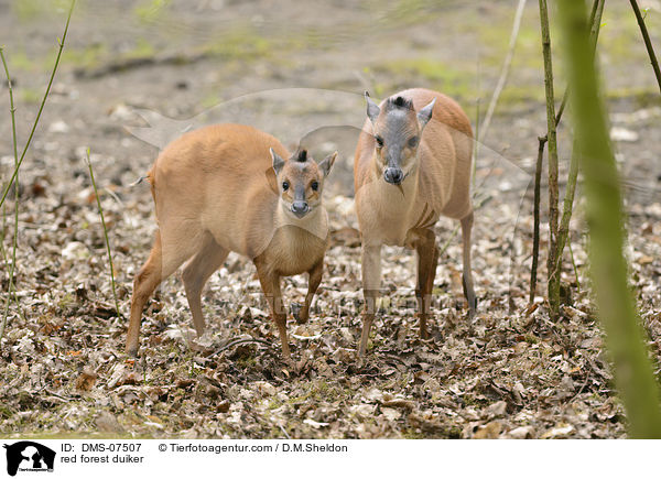Rotducker / red forest duiker / DMS-07507