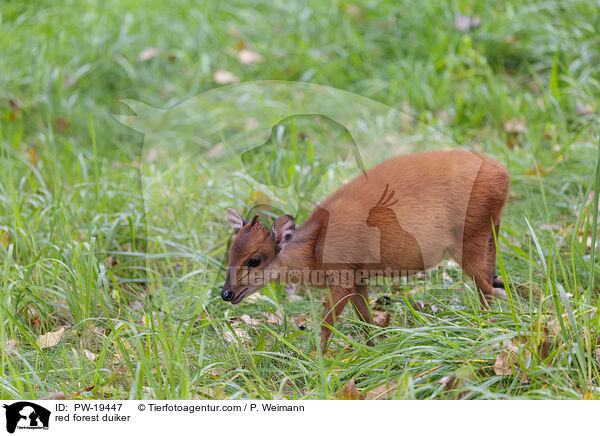 Rotducker / red forest duiker / PW-19447