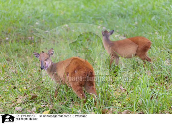 Rotducker / red forest duiker / PW-19448