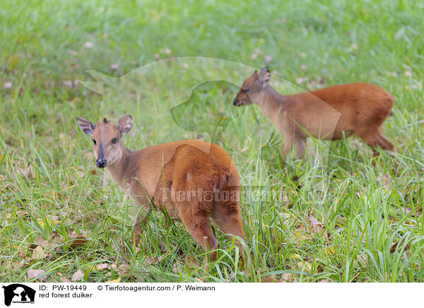 red forest duiker / PW-19449