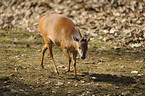 red forest duiker