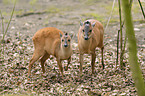 red forest duiker