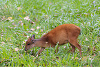 red forest duiker