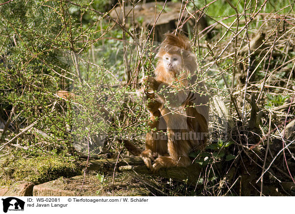 red Javan Langur / WS-02081