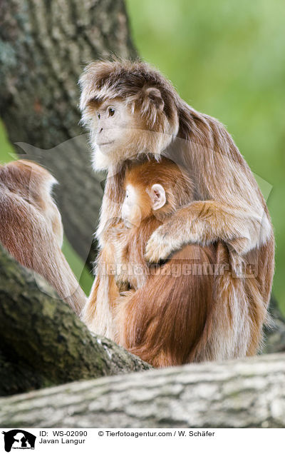 Javan Langur / WS-02090