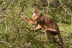 red Javan Langur