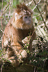 red Javan Langur