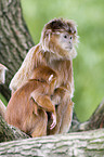 Javan Langur