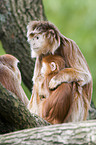 Javan Langur