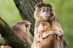 Javan Langur