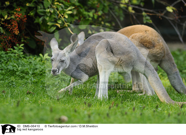 big red kangaroos / DMS-06410
