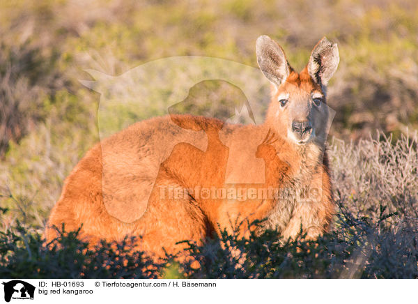 big red kangaroo / HB-01693