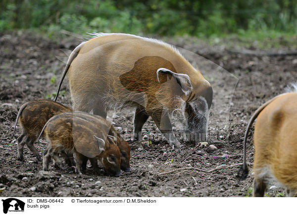 bush pigs / DMS-06442