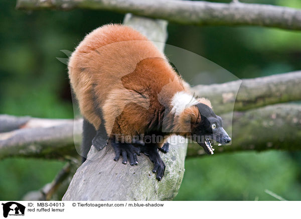 red ruffed lemur / MBS-04013