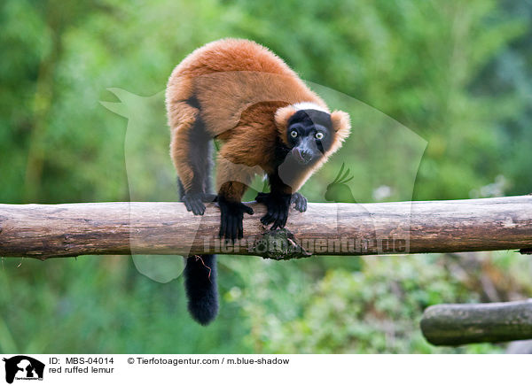 red ruffed lemur / MBS-04014