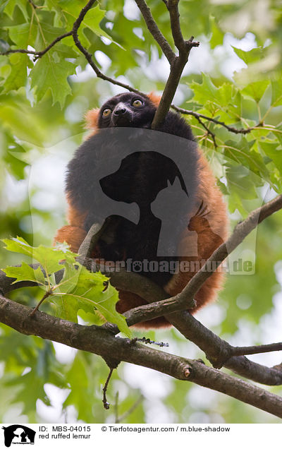 red ruffed lemur / MBS-04015