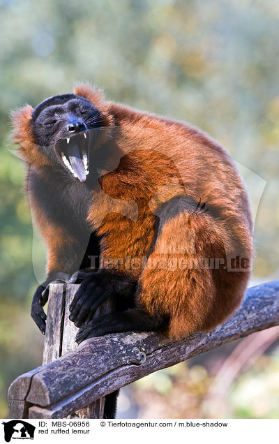 red ruffed lemur / MBS-06956