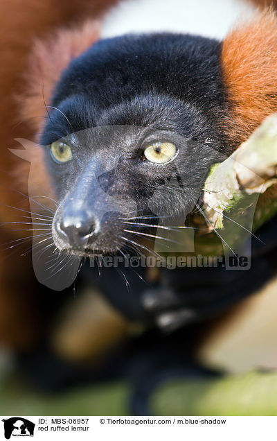 Roter Vari / red ruffed lemur / MBS-06957